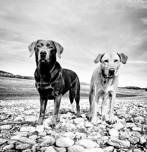 WauExperte monatliches Mitgliedsabo